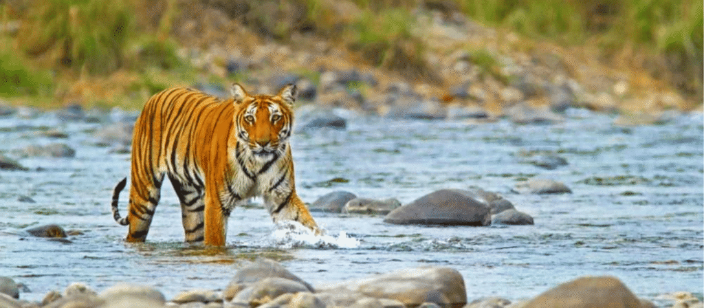 Royal Bengal Tiger walking through a shallow rocky river in an Indian National Park